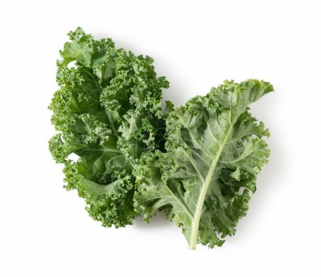 Téléchargez les photos : Kale placé sur un fond blanc. chou frisé - en image libre de droit