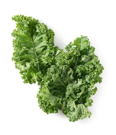 Téléchargez les photos : Kale placé sur un fond blanc. chou frisé - en image libre de droit