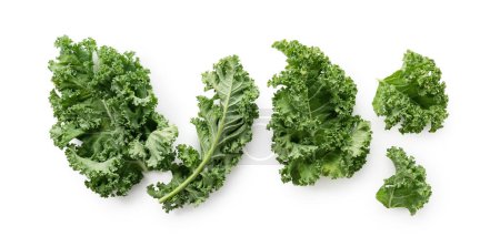 Téléchargez les photos : Kale placé sur un fond blanc. Vue d'en haut. - en image libre de droit