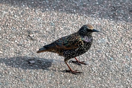Photo for European or common starling (Sturnus vulgaris) in United Kingdom - Royalty Free Image