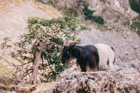 Foto de The farming and breeding of goats. Goat on the slopes of the mountains and pasture in Montenegro. - Imagen libre de derechos