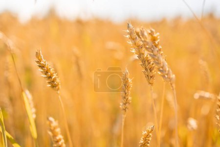 Photo for Wheatfield of gold color in sunset during harvest. - Royalty Free Image