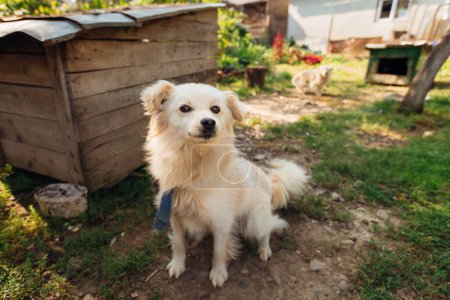 Téléchargez les photos : Un beau chien blanc souriant garde sa maison. Abri pour animaux. - en image libre de droit