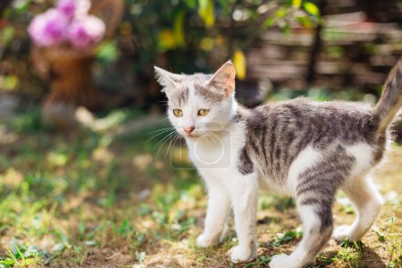 Foto de Un pequeño gato camina en la naturaleza. El concepto de mascotas y confort. Refugio para gatos, cuidado de animales - Imagen libre de derechos