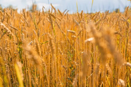 Photo for Image of wheat field with blue sky, summer day. - Royalty Free Image