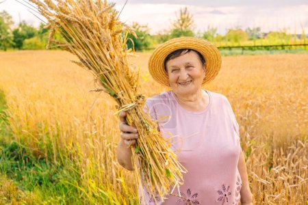 Téléchargez les photos : Heureuse femme âgée en chapeau de paille tenant une gerbe d'épis de blé dans un champ agricole. - en image libre de droit