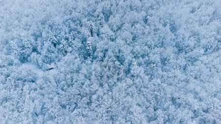 Photo for Winter background of frozen snowy trees in the forest - Royalty Free Image