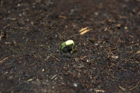 Foto de Acercamiento de brotes que crecen de semillas - Imagen libre de derechos
