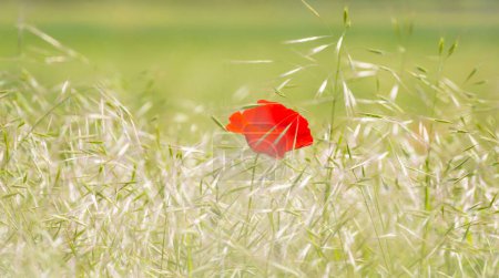 Photo for Isolated wild red poppy flower in remote rural field in early summer - Royalty Free Image