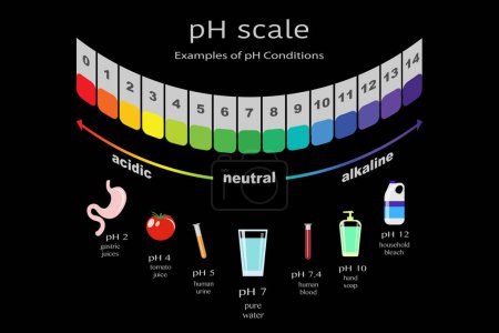 Photo for Scale of ph value for acid and alkaline solutions, infographic acid-base balance. scale for chemical analysis acid base. Examples of pH conditions, vector illustration isolated or black background - Royalty Free Image