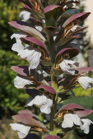 Photo for White flowers and purple backed leaves of the hardy perennial Acanthus balcanicus plant on blurred background - Royalty Free Image