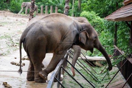Téléchargez les photos : Éléphant dans le zoo Les jambes de l'éléphant étaient enchaînées. - en image libre de droit