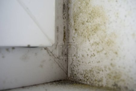 Photo for Mold around the plastic window due to high moisture - Royalty Free Image