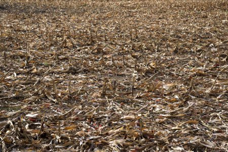 Foto de Campo de maíz después de la cosecha en otoño - Imagen libre de derechos