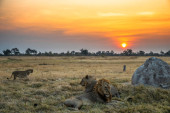 Three lions at sunset in the Moremi Game Reserve in the Okavango Delta in Botswana mug #626377354