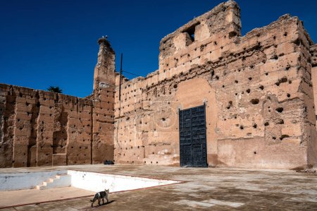 Chat marchant devant les ruines du Palais Badi à Marrakech, Maroc