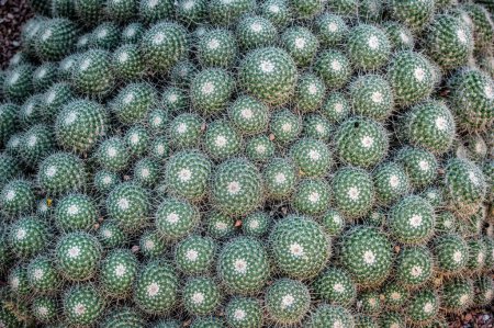 Closeup details of a cactus Marrakesh, Morocco