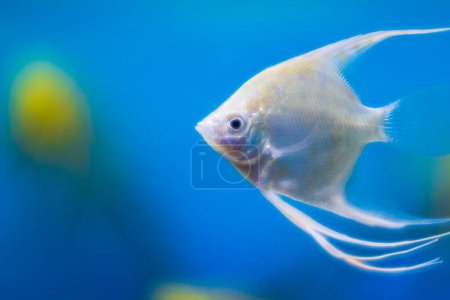 Téléchargez les photos : Vue rapprochée de l'aquarium d'eau douce de la maison avec des poissons-anges blancs. - en image libre de droit
