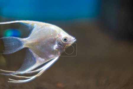 Téléchargez les photos : Belle vue sur l'aquarium d'eau douce avec des poissons-anges blancs. - en image libre de droit