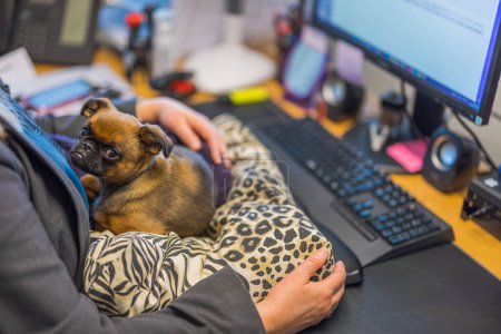 Téléchargez les photos : Vue rapprochée du chien Bruxelles Griffon couché sur un oreiller sur un bureau. Suède. - en image libre de droit