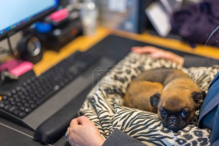 Téléchargez les photos : Vue magnifique de griffon brussels mignon sur la table de travail dans le bureau. Suède. - en image libre de droit