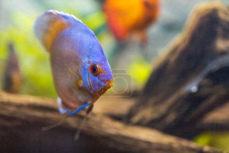 Photo for Beautiful view of blue diamond discus fish swimming in aquarium.  Sweden. - Royalty Free Image