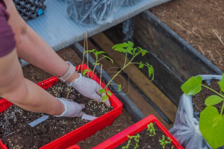Vista de cerca de las manos de la mujer sacando la planta de tomate para plantar en la cama de jardín en el invernadero. Países Bajos. 