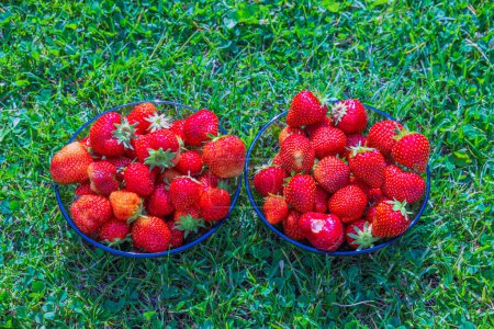 Photo for Close-up view of two bowls with strawberries isolated on green lawn. - Royalty Free Image