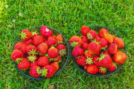Photo for View of two bowls with strawberries isolated on green lawn. - Royalty Free Image