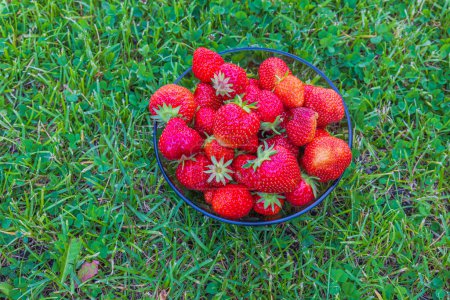 Photo for Close up view of bowl with strawberries isolated on green lawn. - Royalty Free Image