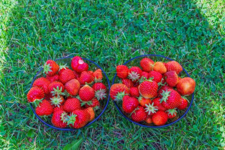 Photo for Beautiful view of two bowls with strawberries isolated on green lawn. - Royalty Free Image