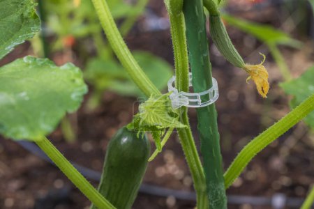 View of plastic fixing clip supporting cucumber plant in greenhouse.