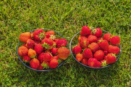 Photo for Beautiful view of two bowls with strawberries isolated on green lawn in garden. - Royalty Free Image