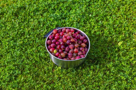 Photo for Close-up view of bowl with red gooseberry on green grass lawn background. - Royalty Free Image
