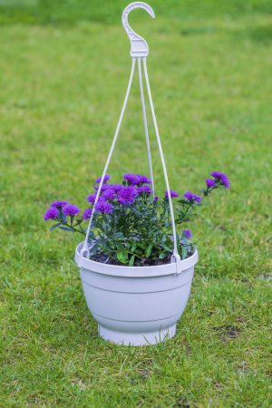 Vue des asters violets dans un pot d'ampel blanc sur un champ d'herbe verte.