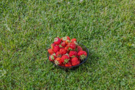 Photo for View of harvest bowl with strawberries isolated on green lawn in garden. - Royalty Free Image