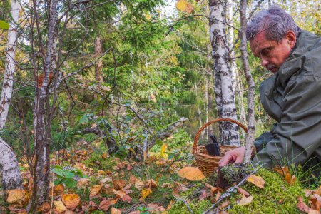 Photo for Close-up view of man picking boletus mushrooms in autumn forest. Sweden. - Royalty Free Image