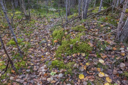 Beautiful view of path in autumn forest with aspen mushroom. Sweden.