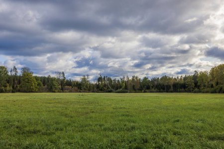 Beautiful landscape overlooking field with green grass on backdrop cloudy sky and autumn forest.  Sweden.
