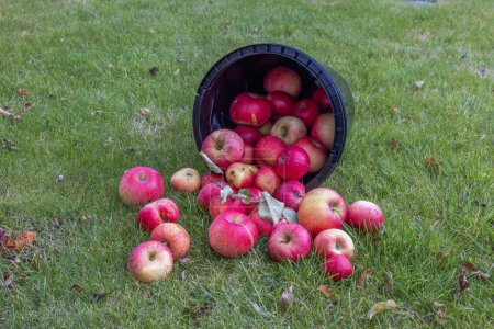 Photo for Close-up view of overturned bucket of red apples on green lawn in garden. - Royalty Free Image