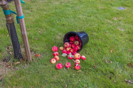 Photo for Close-up view of overturned bucket of apples on green lawn under apple tree in orchard. - Royalty Free Image