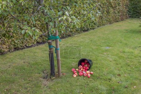 Photo for Beautiful view of overturned bucket of apples on green lawn under apple tree in orchard. Sweden. - Royalty Free Image
