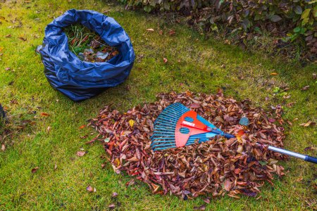 Photo for Close-up of raking fallen leaves in garden on autumn lawn using rake. Sweden. - Royalty Free Image