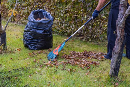 Ansicht der Person, die mit der Harke fallendes Laub am Herbsttag im Garten sammelt und in Plastiktüten legt. Schweden.