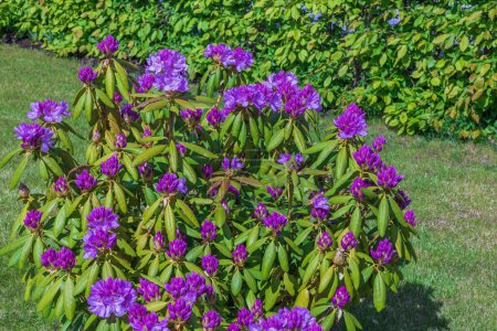 Beautiful view of delicate violet buds of opened rhododendron flowers in garden.