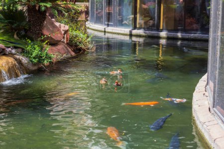 Beautiful view of multitude of vibrant koi and large carp swim in the pond. USA.