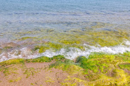 Photo for Beautiful view of  vibrant green-yellow algae the rocky shore of the Aegean Sea beach in the captivating island of Rhodes, Greece. - Royalty Free Image