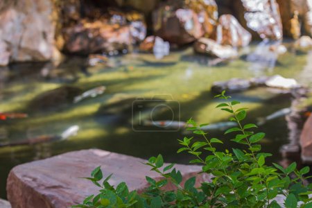 lose-up view of a bush with green leaves against the blurred background of a mountain river with swimming fish. 