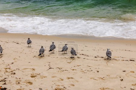 Beautiful view of the sandy beach of Miami Beach with seagulls on the shore of the Atlantic Ocean.