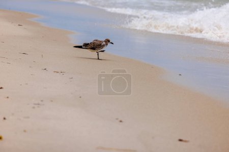 Close-up view of a solitary seagull standing on one leg near the edge of the sandy beach of the Atlantic Ocean.